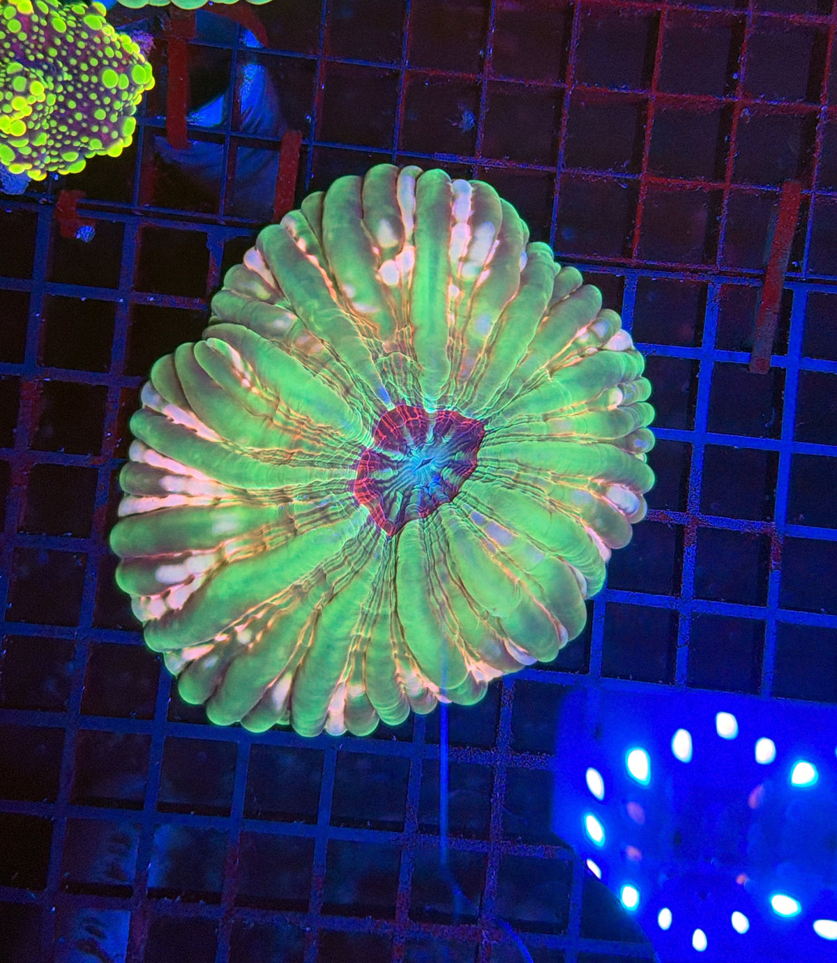 Sp Cynarina
