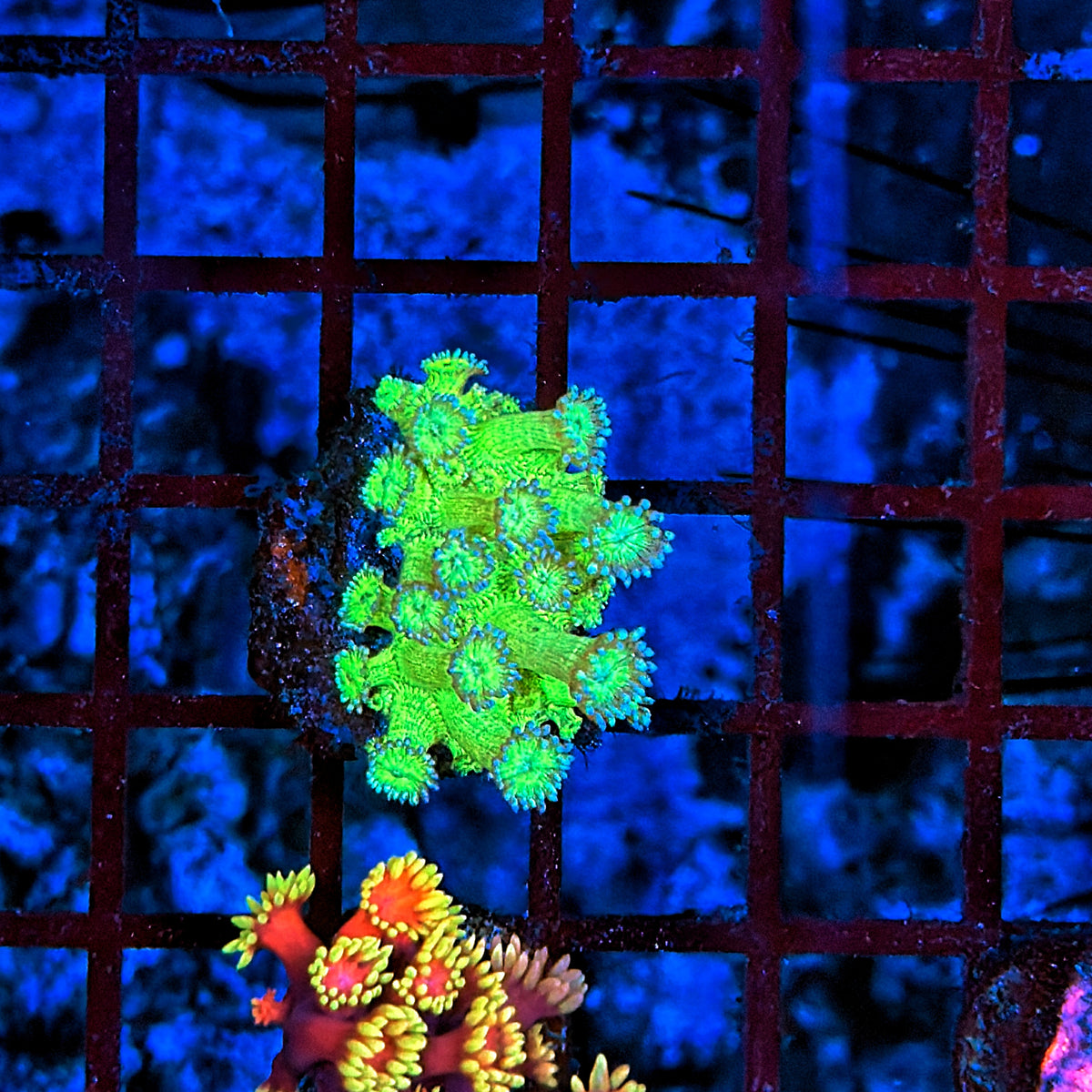 Glitter goni tank grow