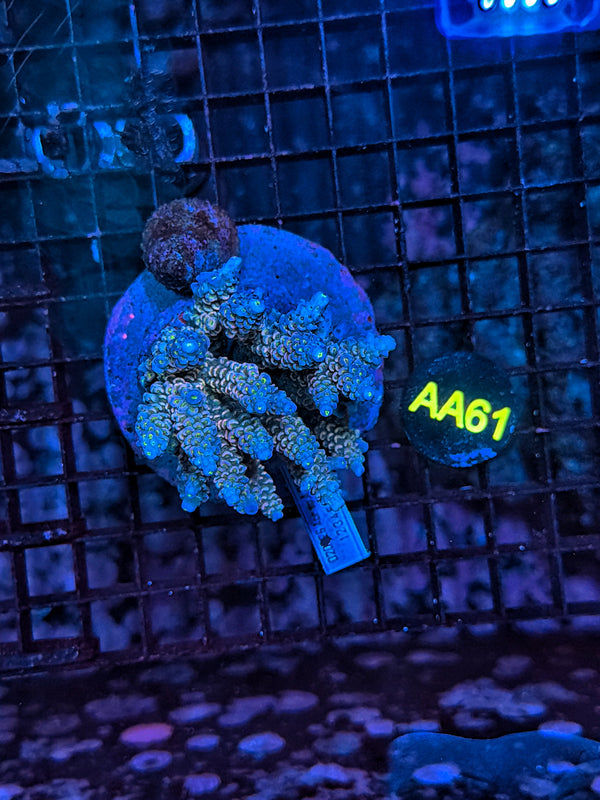 Indo Premium acro clearance