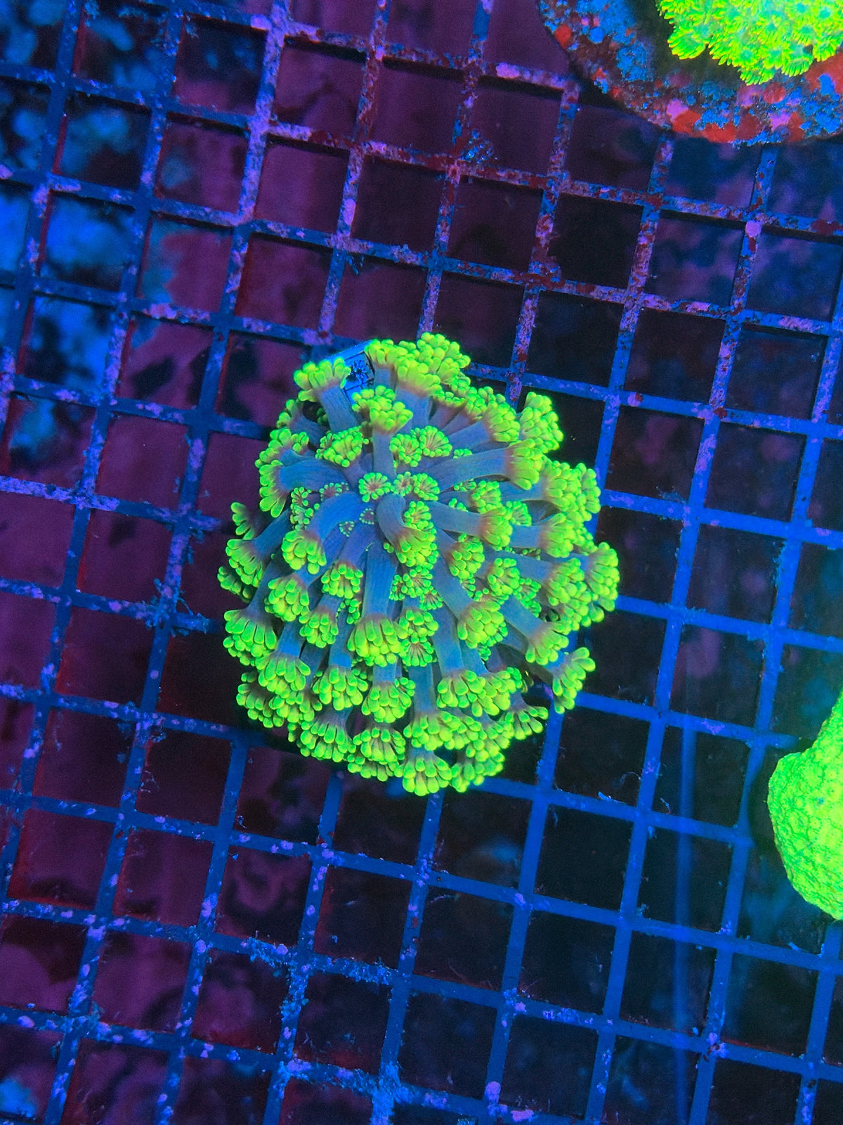 Goniopora