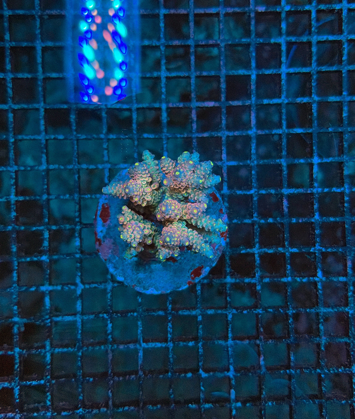 Indo Premium Acro