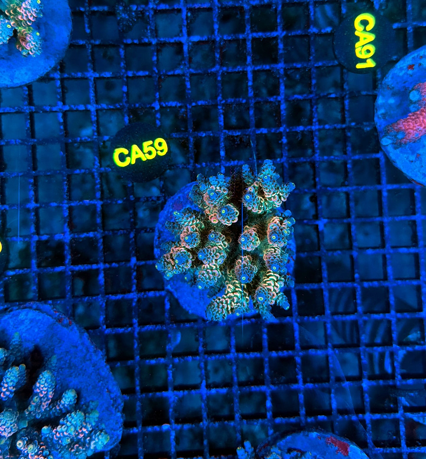 Indo Premium Acro
