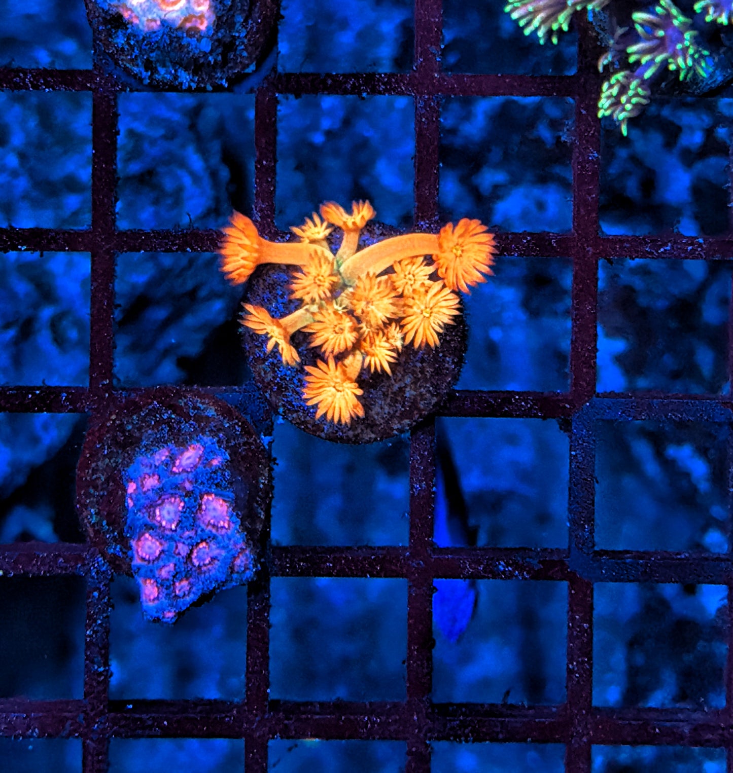 OCK flaming sunrise goni