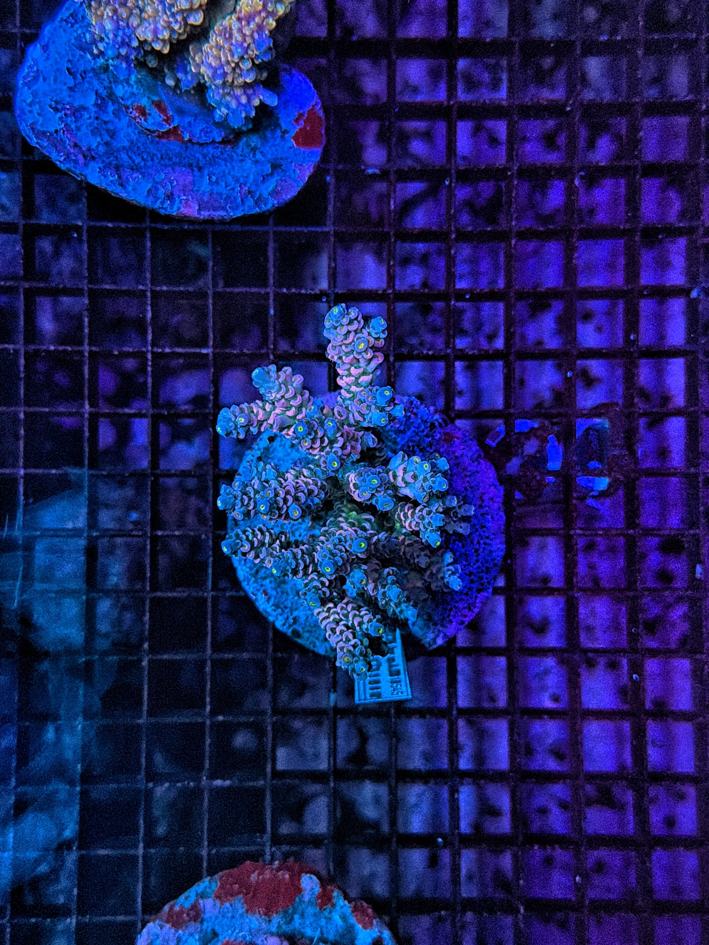 Indo Premium Acro