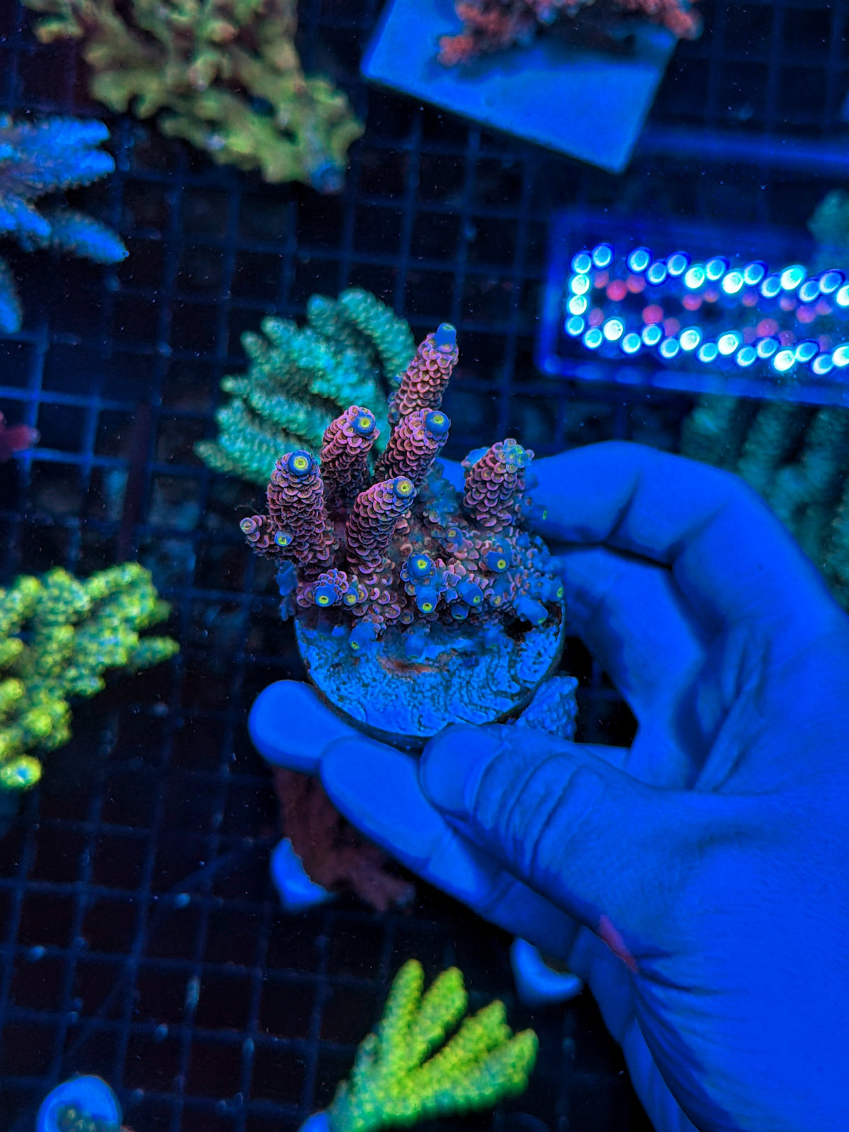 Tenius Colony