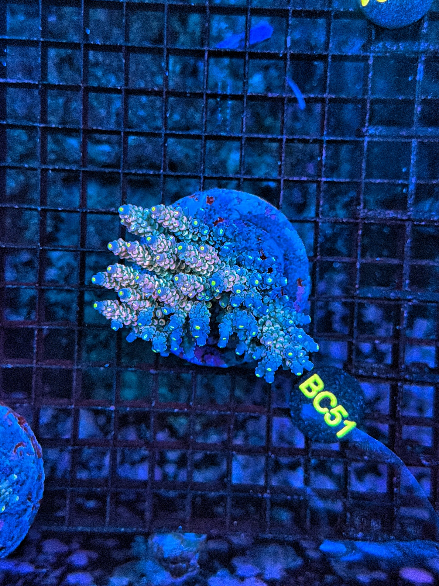 Indo Premium Acro