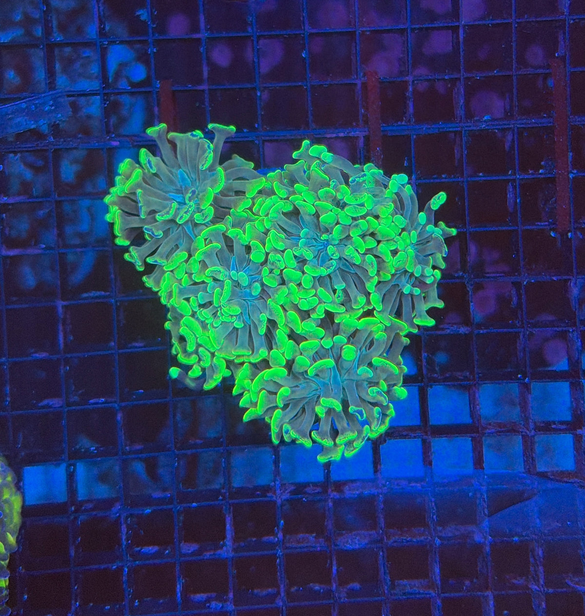 Indo SP Hammer colony