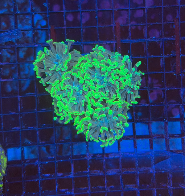 Indo SP Hammer colony