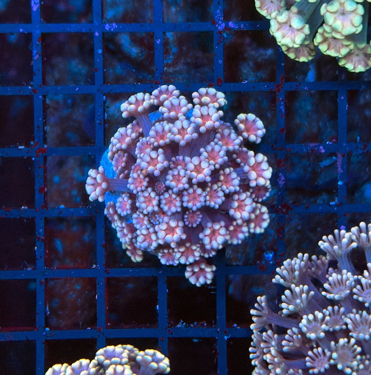 SP alveopora