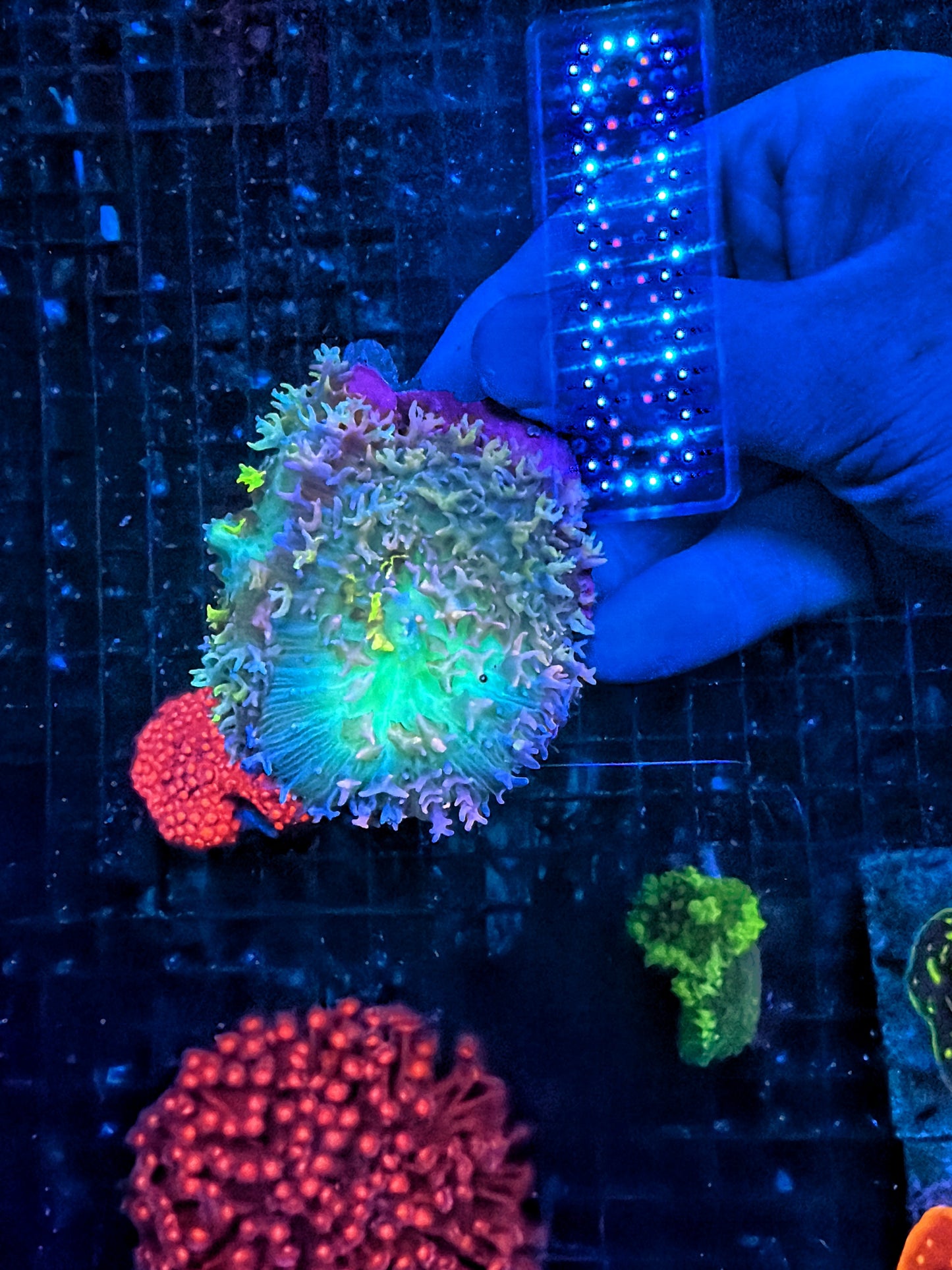 Rainbow carpet double shroom