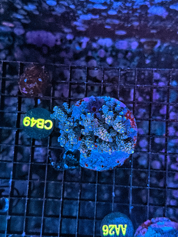 Indo Premium acro clearance