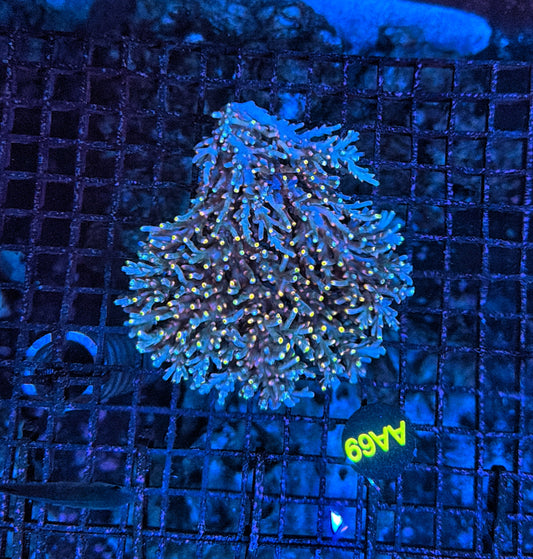 Malay Acro