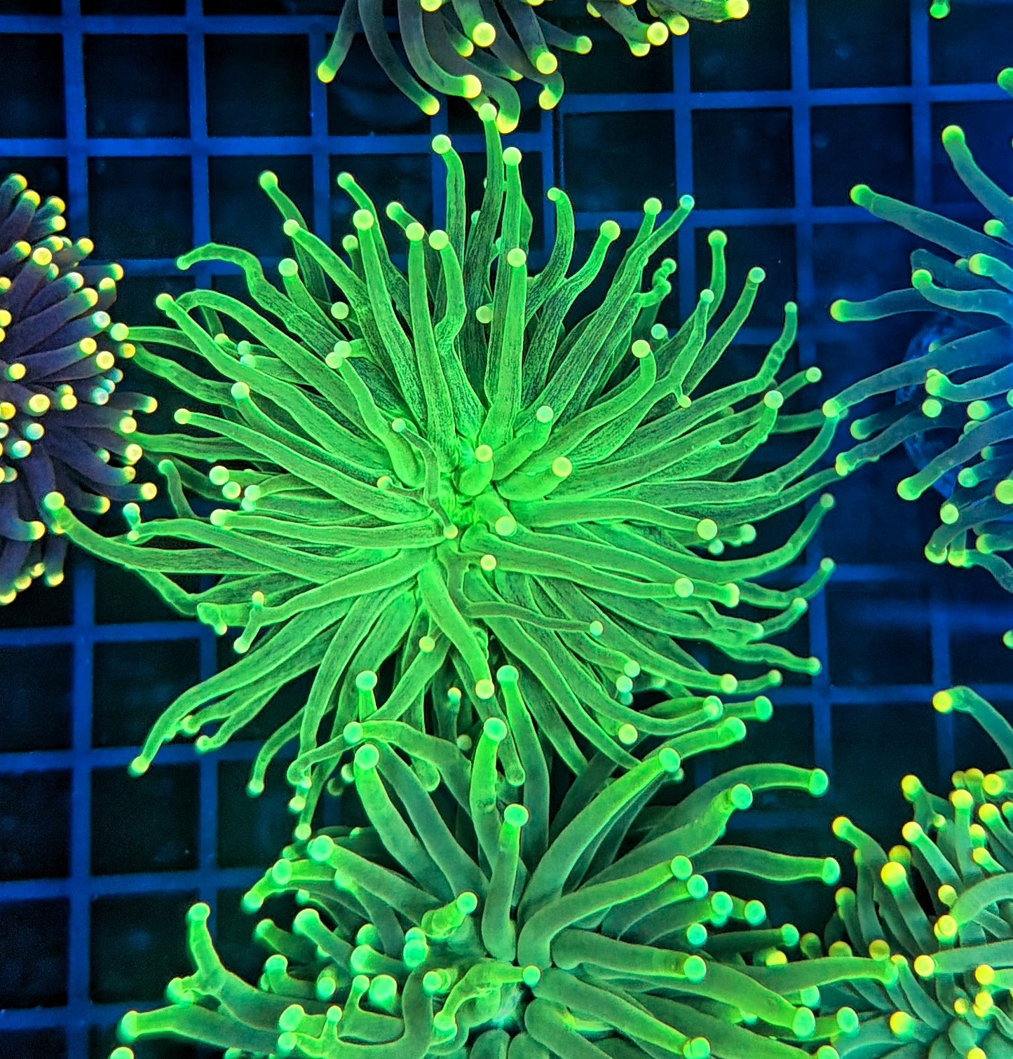 Malay SP Green splatter Torch