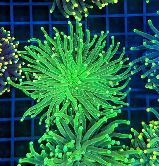 Malay SP Green splatter Torch
