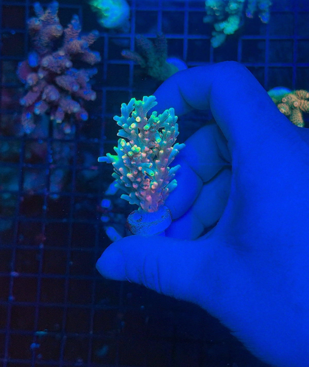 speciosa frag