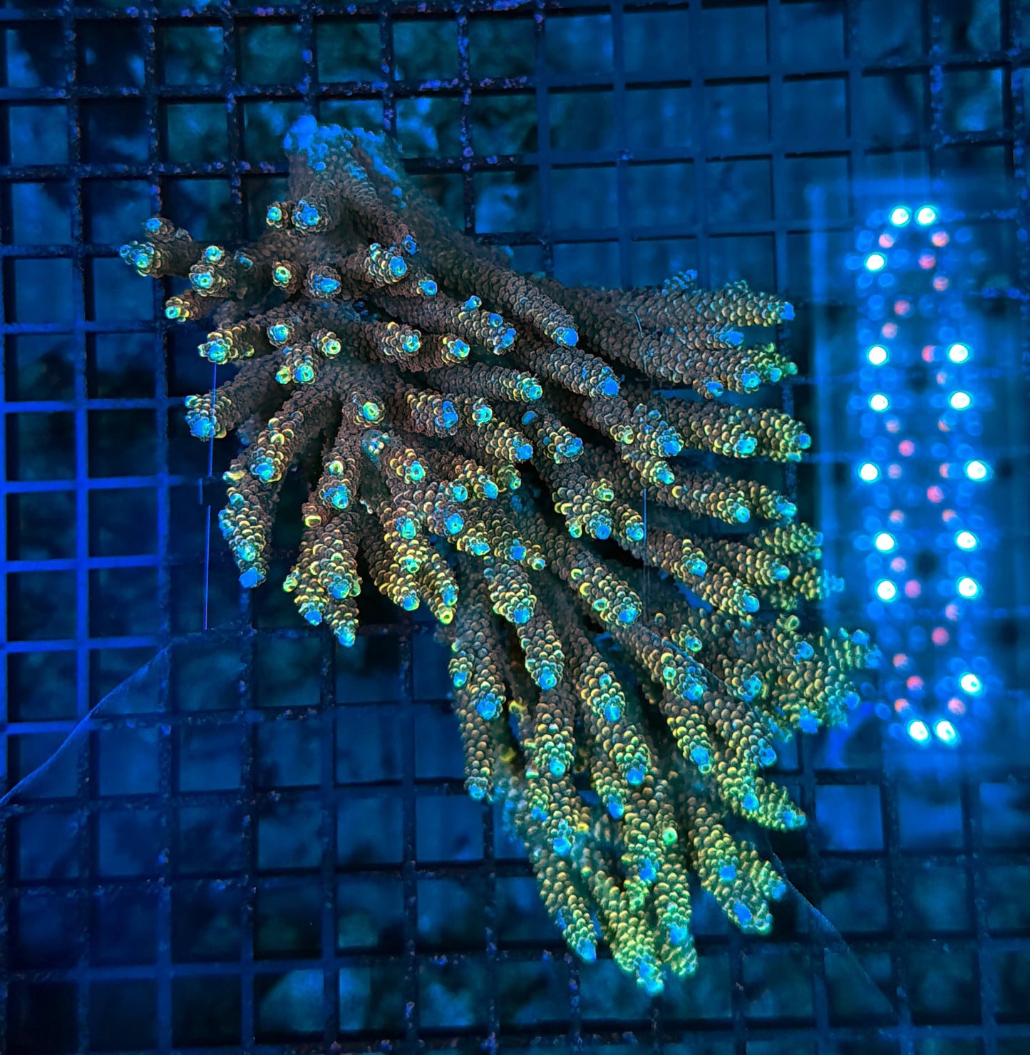 Malay tenius