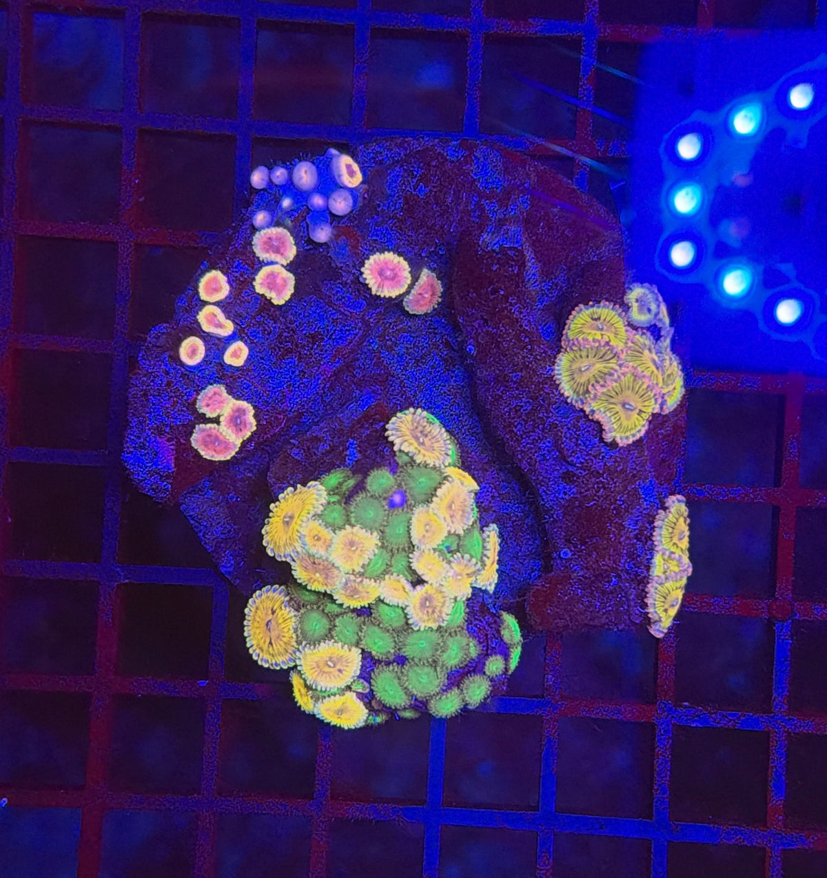 Rainbow zoa clearance