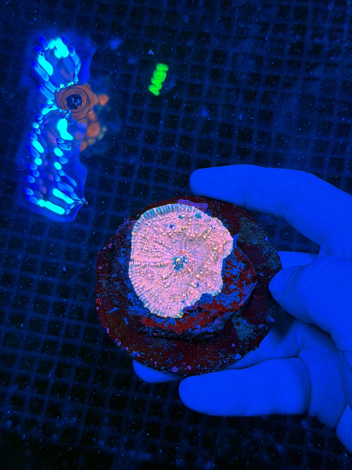 Chalice coral
