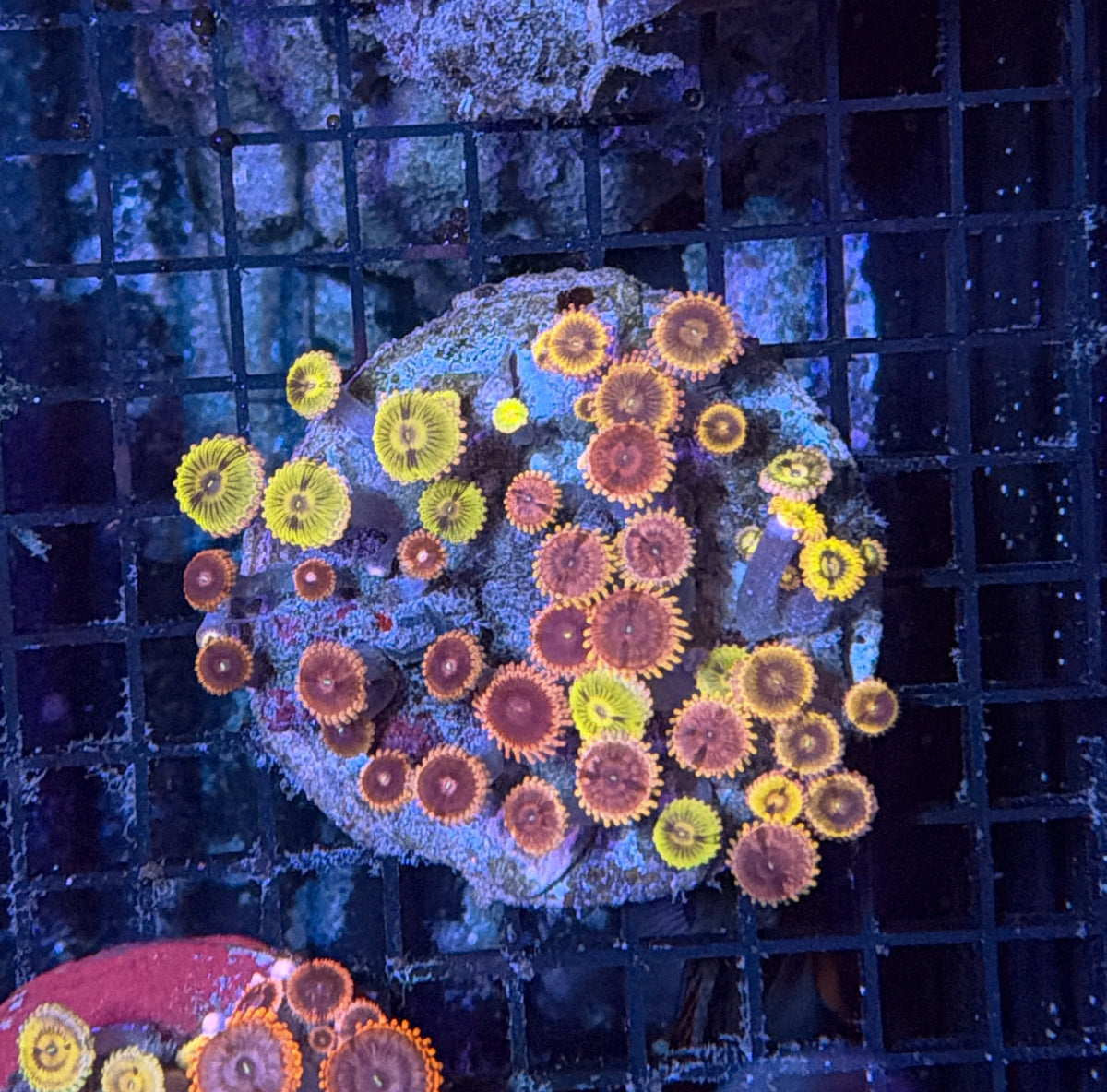 Rainbow zoa clearance