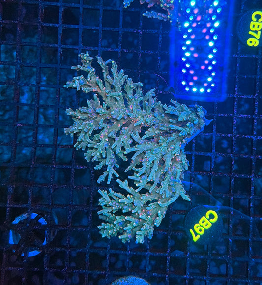 Malay Acro