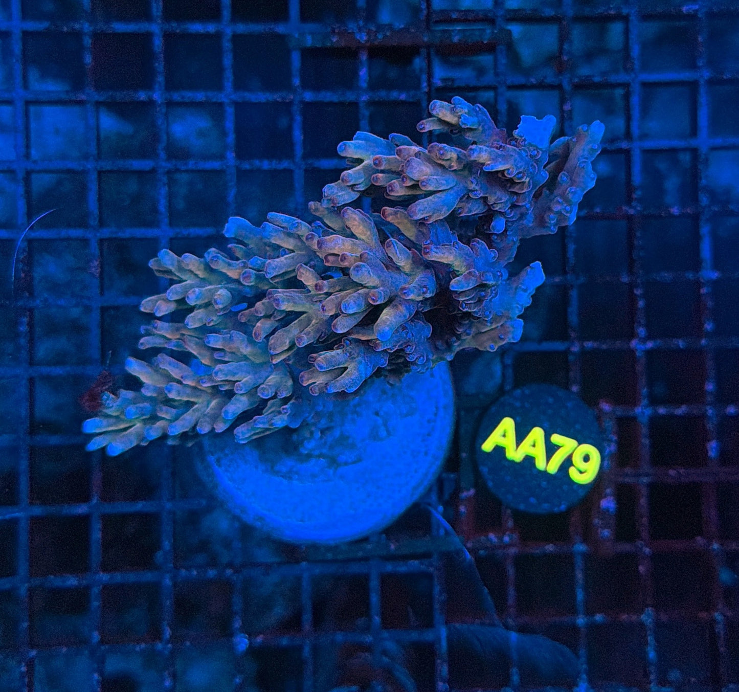 lokani mariculture