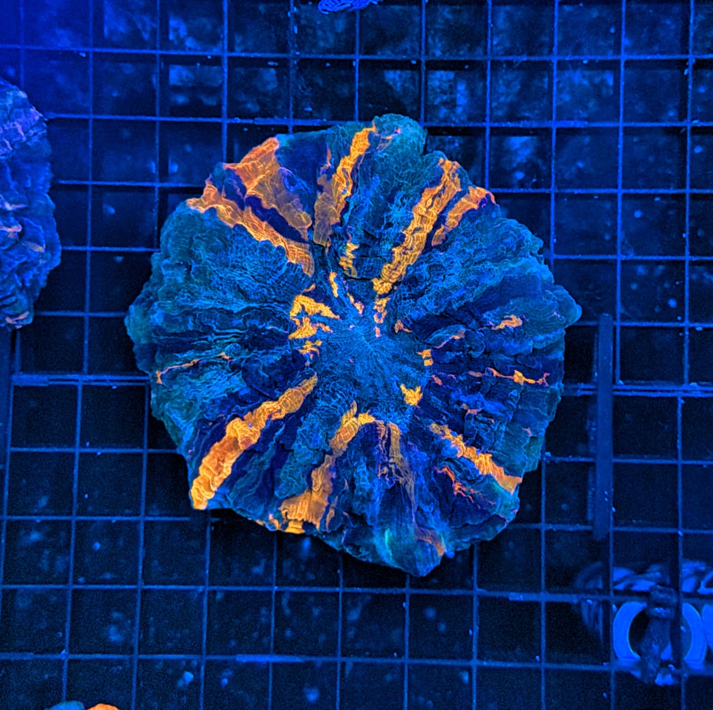 Ultra Acantho