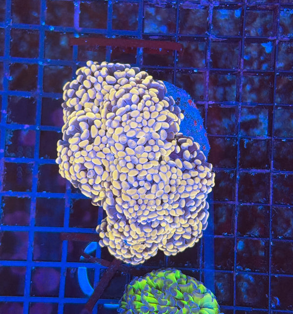 Indo SP Hammer colony