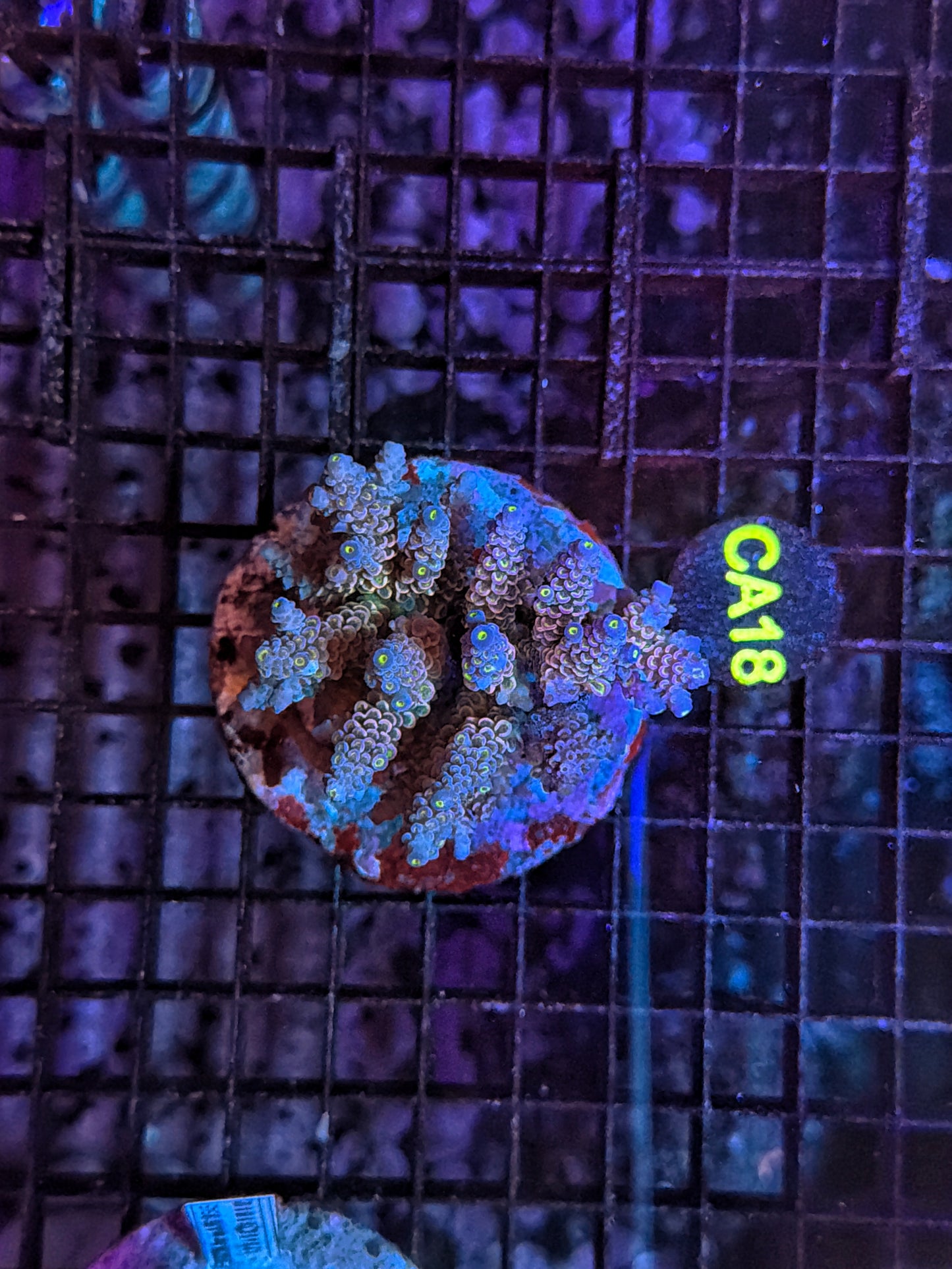 Indo Premium Acro
