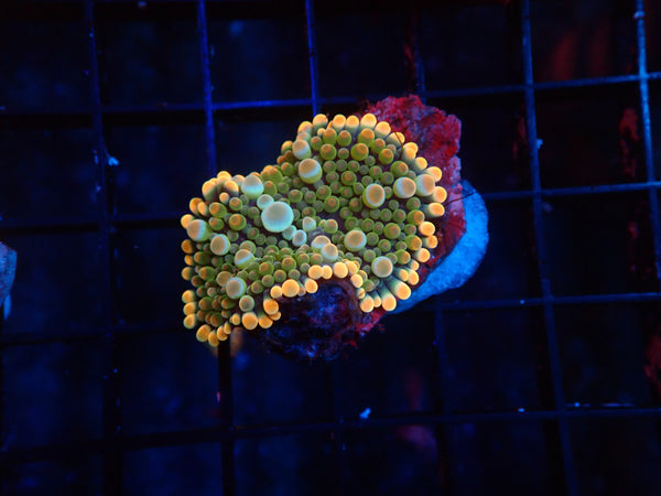 Malay deep water yuma