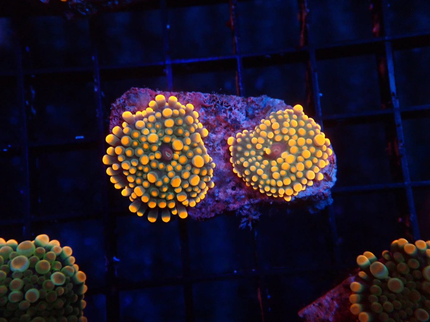 Malay deep water yuma