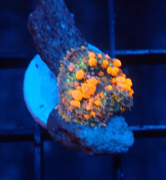 sunkist bounce