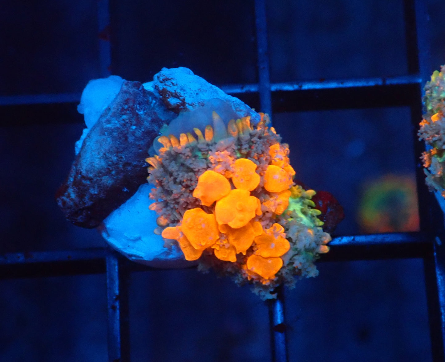 sunkist bounce