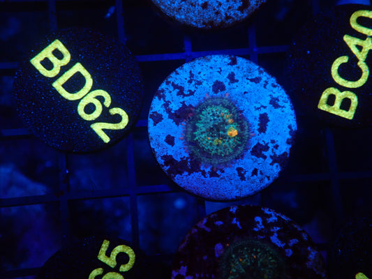 OG Bounce Small