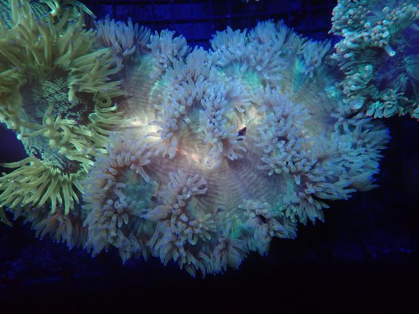 Indo Elegance rainbow yellow center