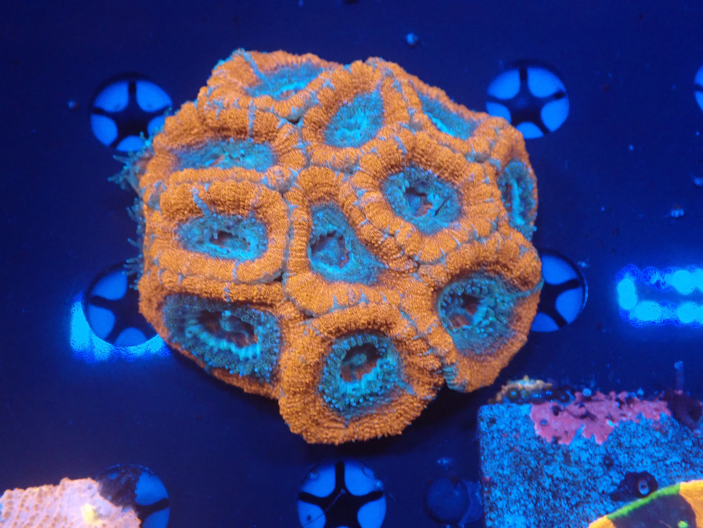 Asian Acan