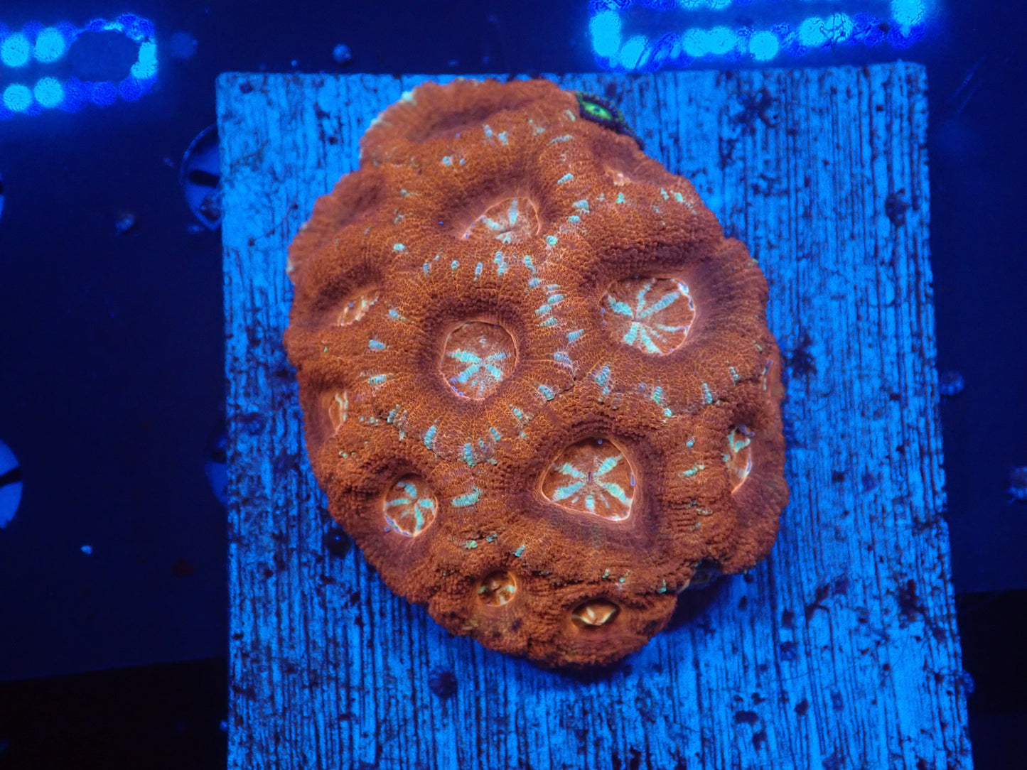 Asian Acan
