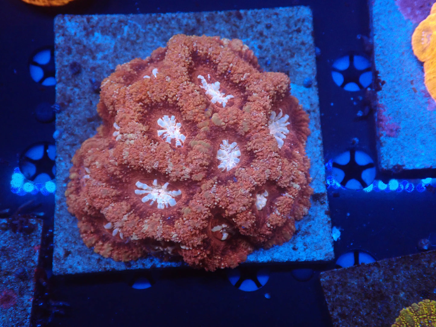 Asian Acan