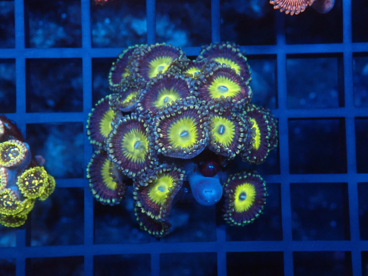rainbow zoa
