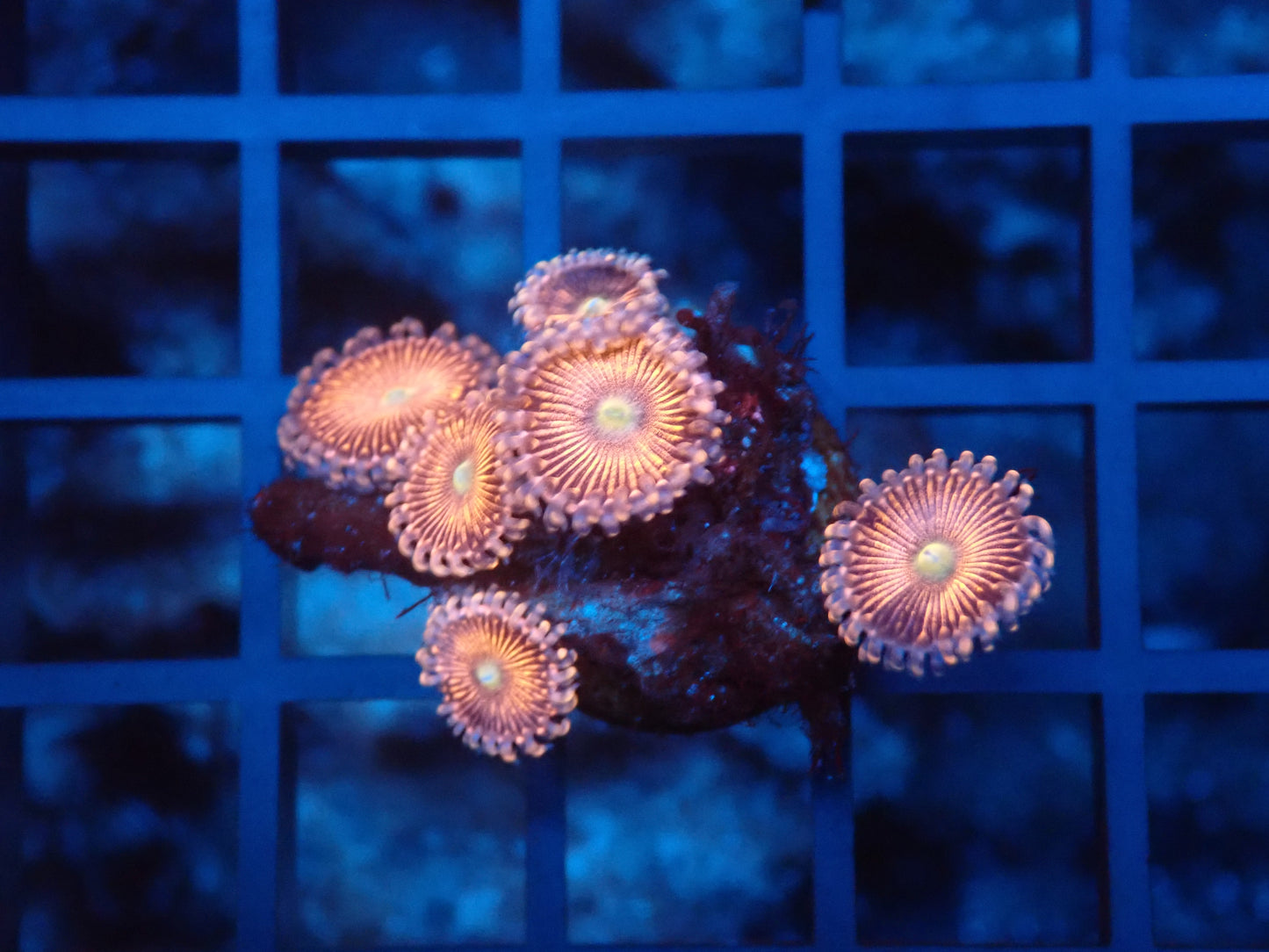 rainbow zoa