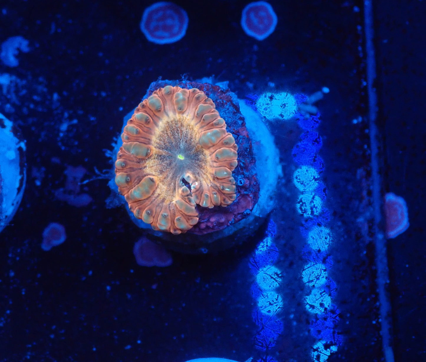 Rainbow Blasto