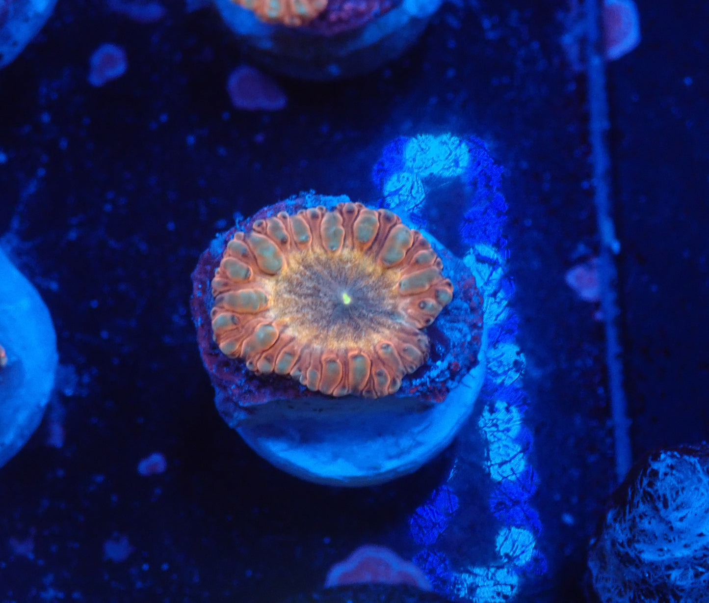 Rainbow Blasto