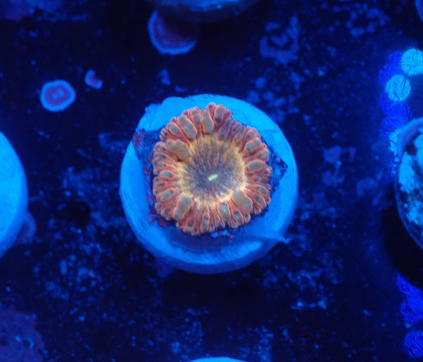 Rainbow Blasto