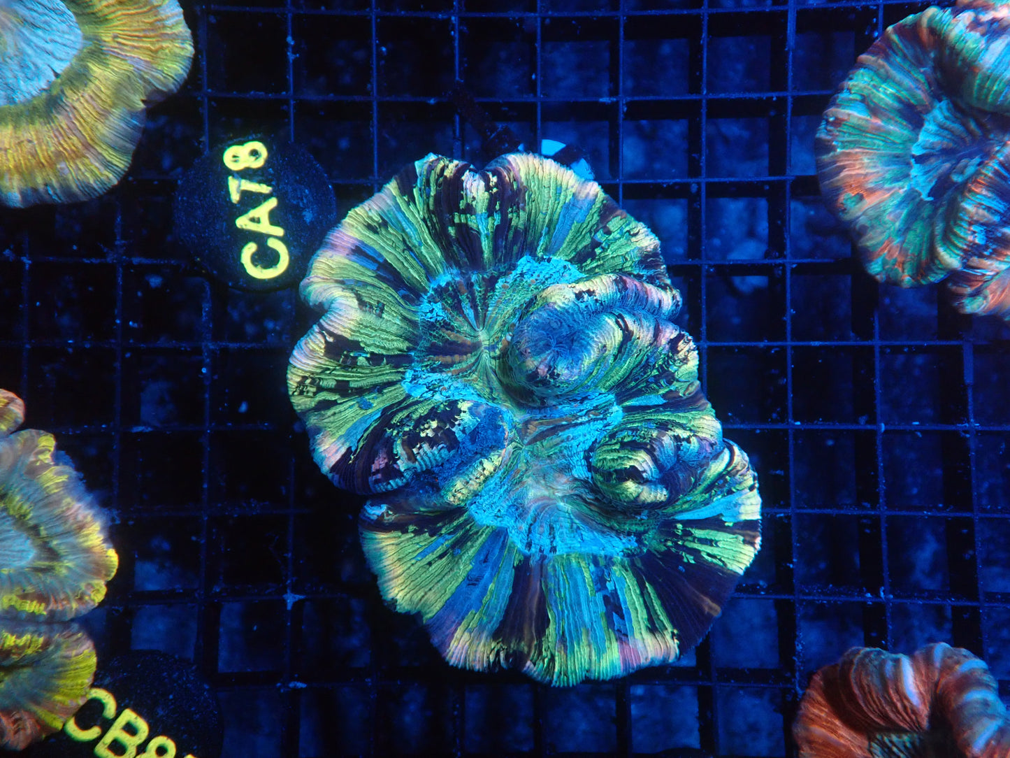 Rainbow Wellso