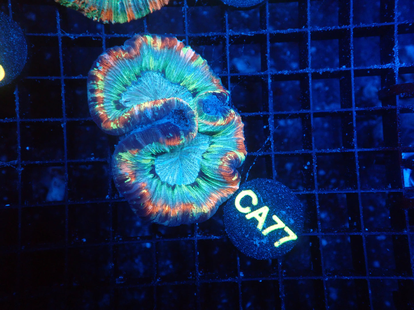 Rainbow Wellso