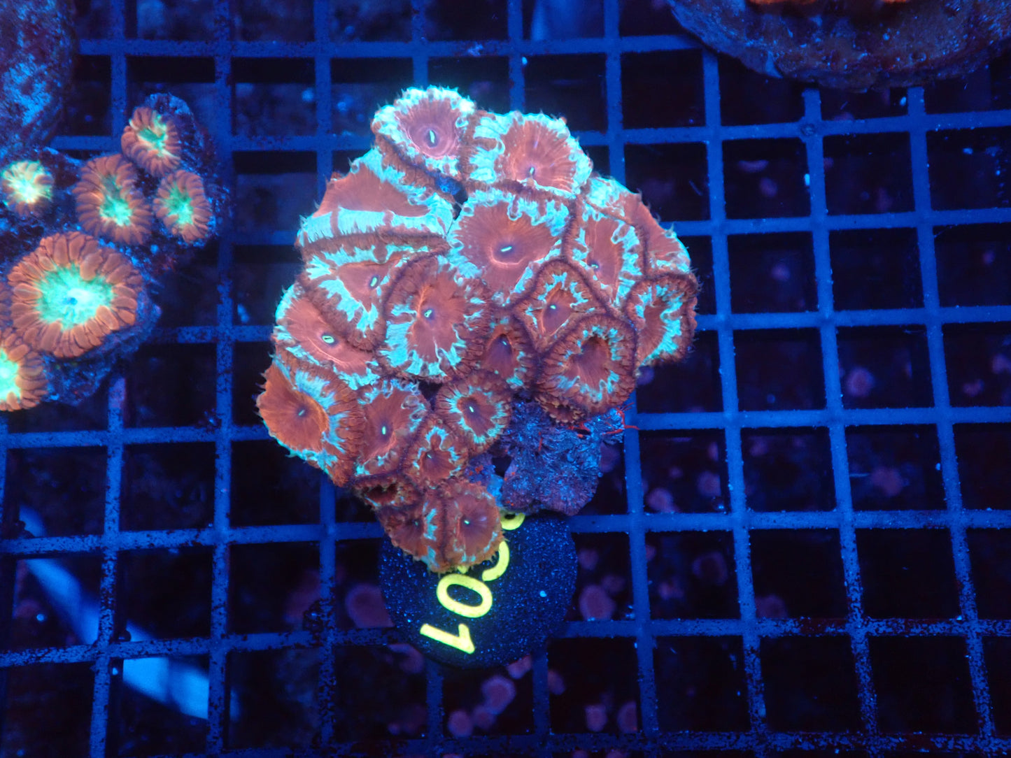 Rainbow blasto colony