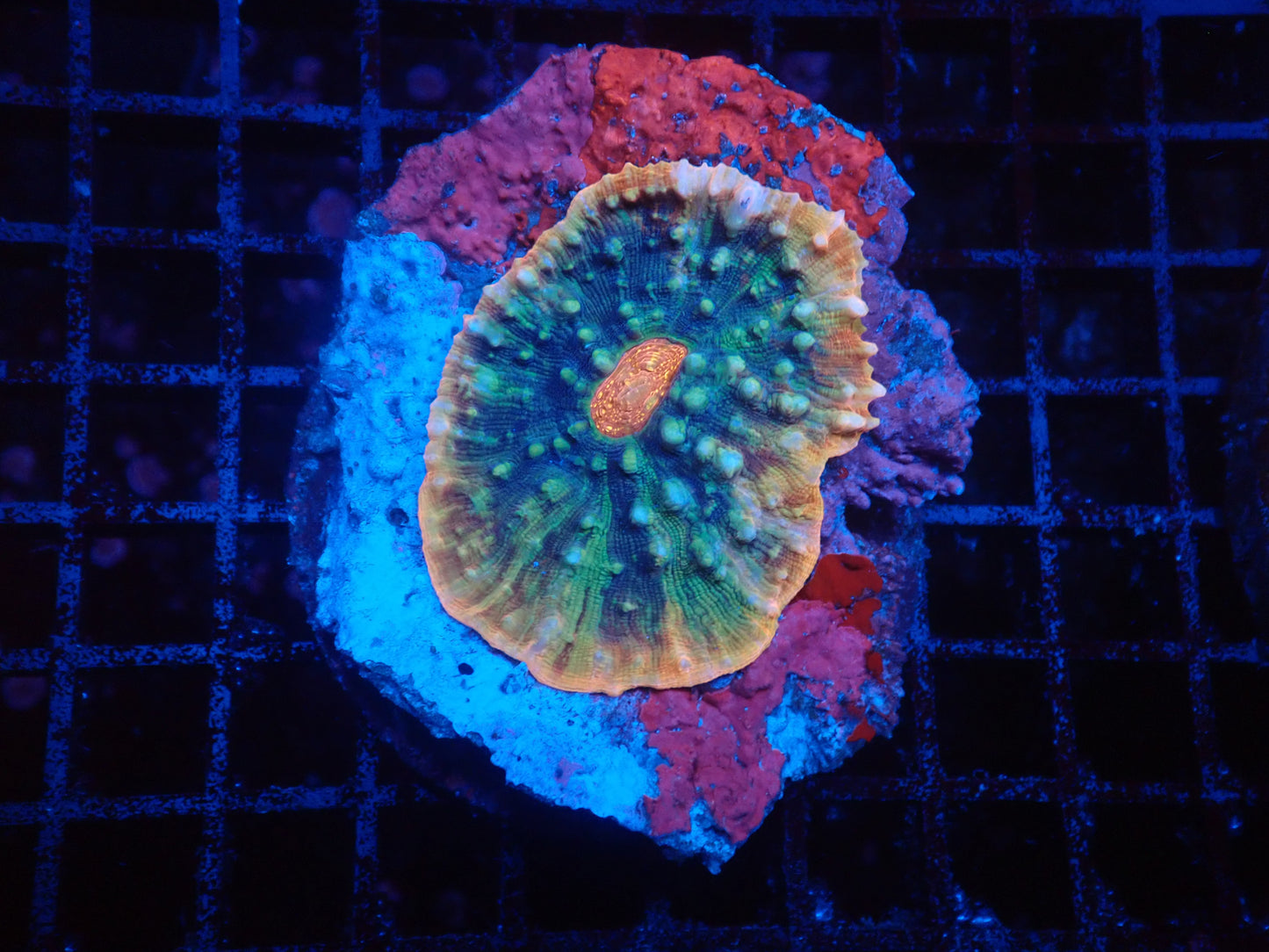 Rainbow chalice