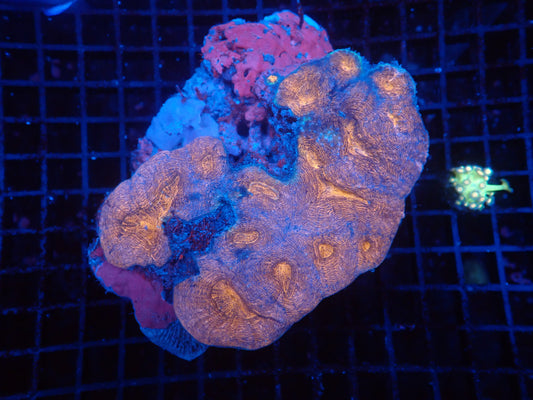 symphyllia XL