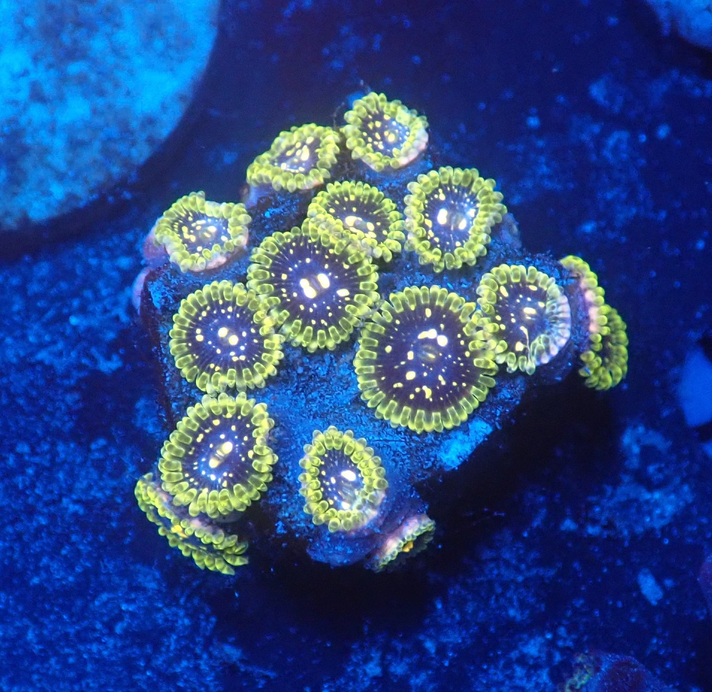 Exospheres mini colony