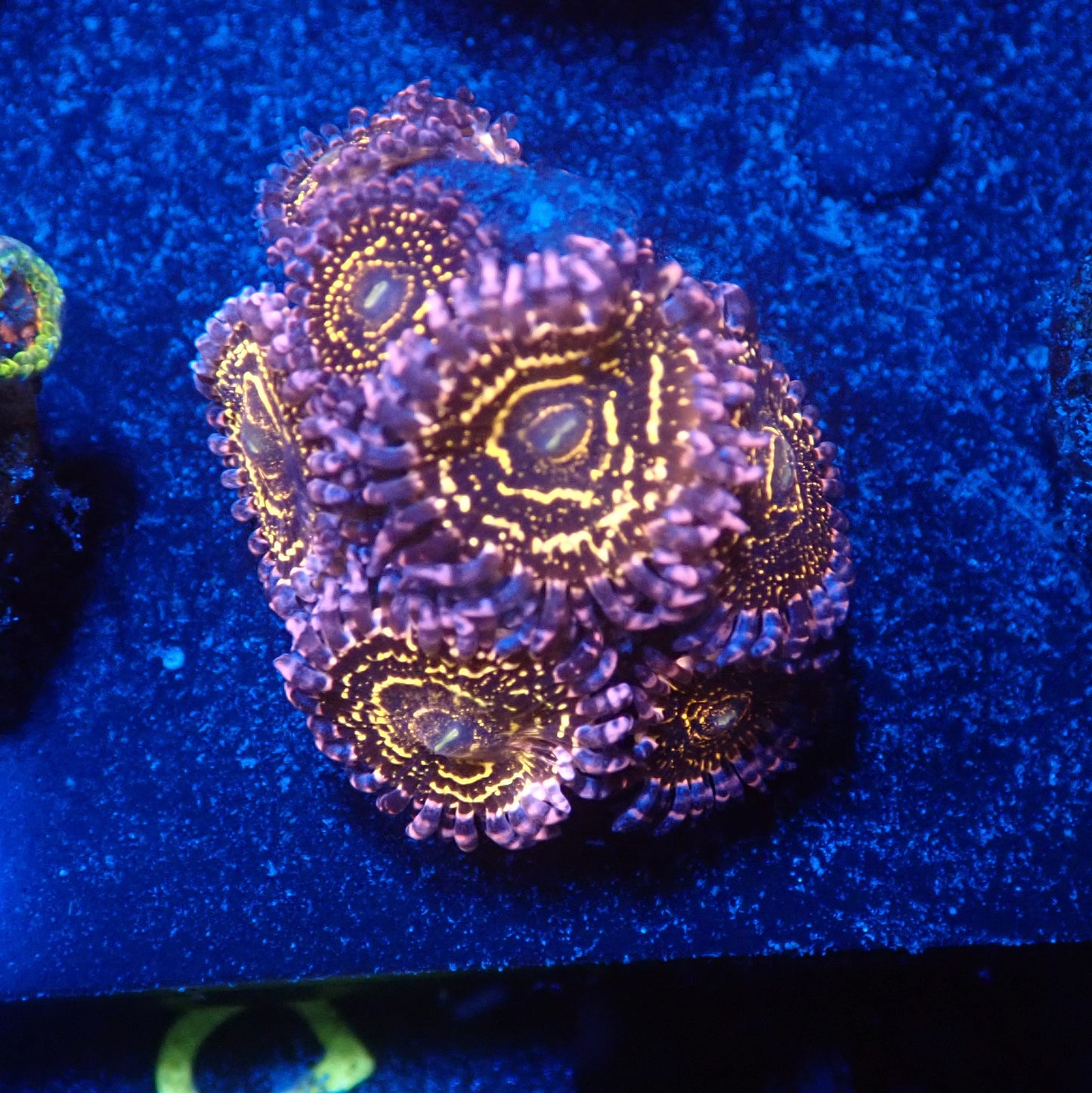 stratospheres mini colony