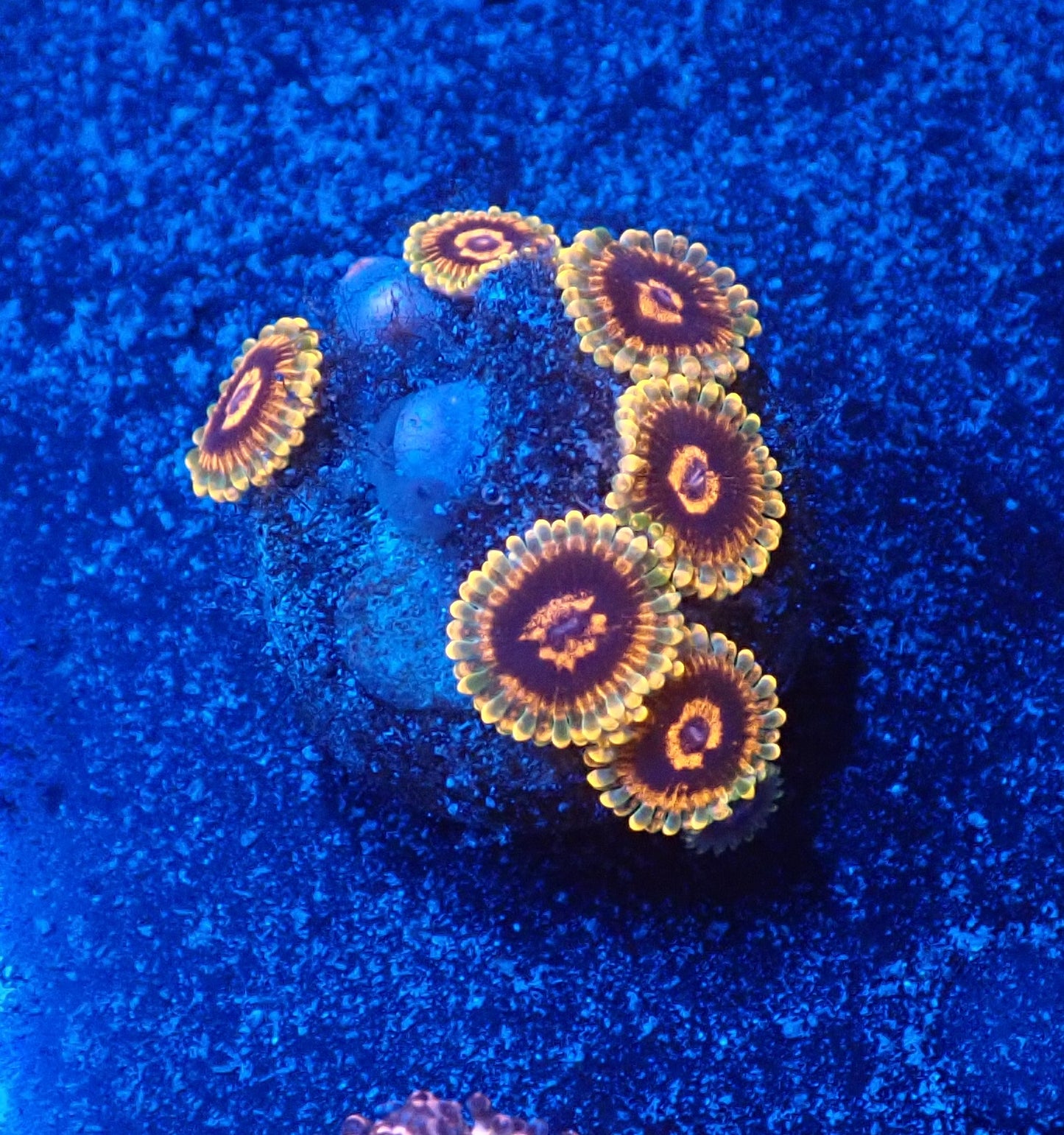 Mindtrick zoa